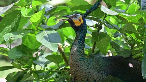 Close up bird peacock 스톡 동영상 265526562