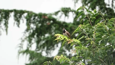 Close-up of Bird Perched on Tree Branch in Nature Stock Footage 316891230