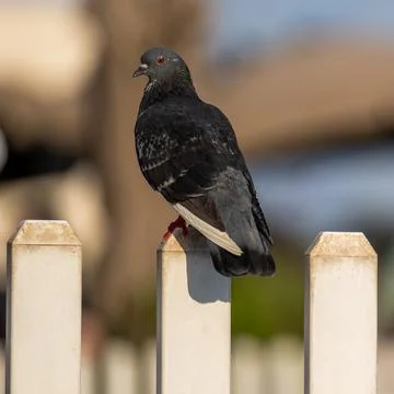 Close-up of a bird perching on the railing Stock Photos