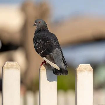 Close-up of a bird perching on the railing Stock Photos