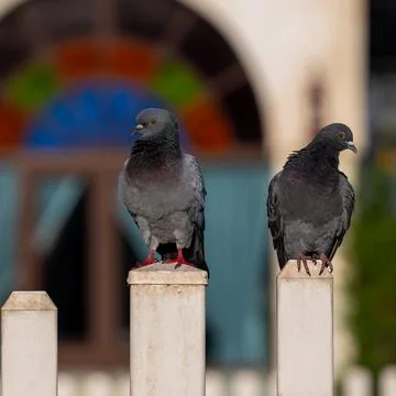 Close-up of a bird perching on the railing Stock Photos