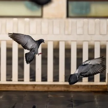 Close-up of a bird perching on the railing Stock Photos