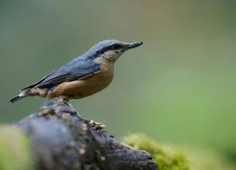 Close-up bird Stock Photos