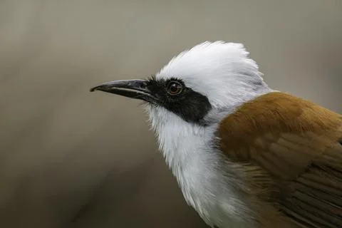 A close up of a bird Stock Photos