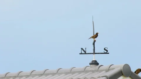 Close up of bird playing with vintage vane on house roof during twilight Stock Footage 113383457