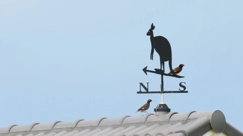 Close up of bird playing with vintage vane on house roof during twilight Video stock 113383507