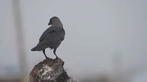 Close-up bird pooping when it perched Stock Footage 145109607
