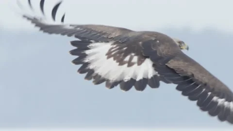 Close-up bird of prey take off and fly away slow motion, Golden eagle in flight Stock-Footage 226210186