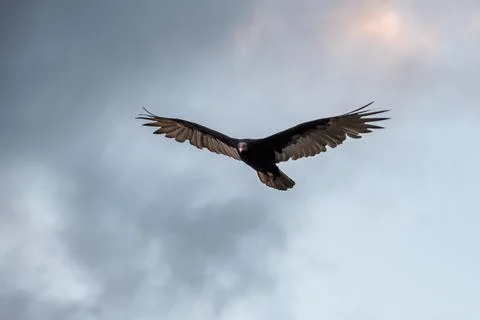 Close up of a bird of prey from the Uruguayan fields, in full flight, with .. Foto stock