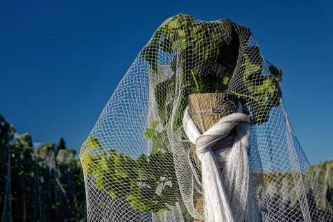 Close up of bird proof netting protecting grape production in New Zealand. Stock-Fotos