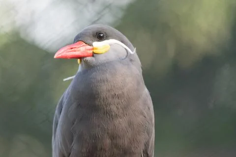 Close-up of a bird with a red beak Stock Photos