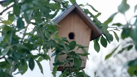 Close up of Bird returning home Stock Footage 118316424