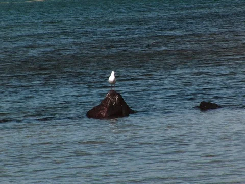 Close up of a bird on a rock on water. Stock Footage 79979331