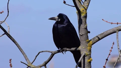 Close-up of a bird rook sitting on a maple tree and singing a song Stock Footage 88205836