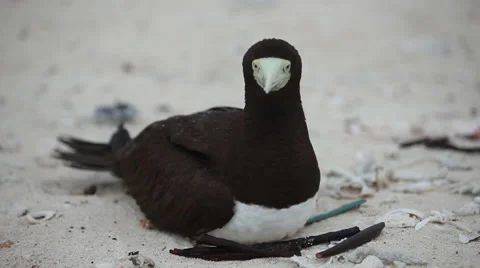 Close-up of bird on sand Stock Footage 67020936