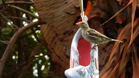 Close-up of bird on sneakers Stock Footage 204807784
