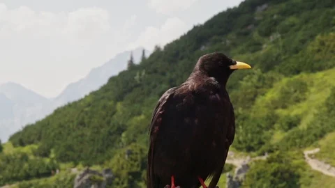 Close-up Bird Standing Above a Mountain in Austria Stock Footage 105227888