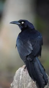 Close-up of bird in Tayrona Stock Photos