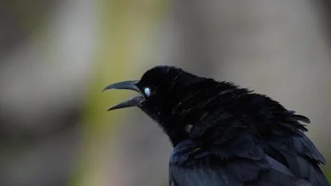 Close-up of bird in Tayrona Stock Photos