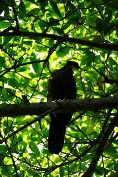 Close-up of bird in Tayrona Stock Photos
