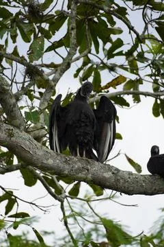 Close-up of bird in Tayrona Stock Photos