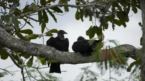 Close-up of bird in Tayrona Stock Photos