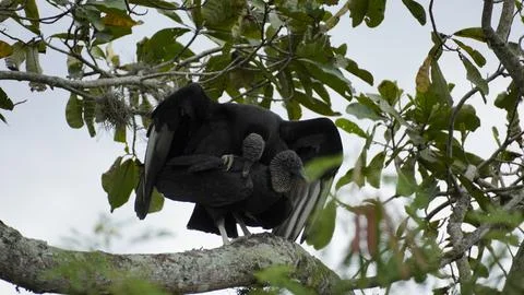 Close-up of bird in Tayrona Stock Photos
