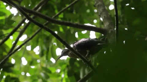 Close up of bird on tree branch 스톡 동영상 149123223