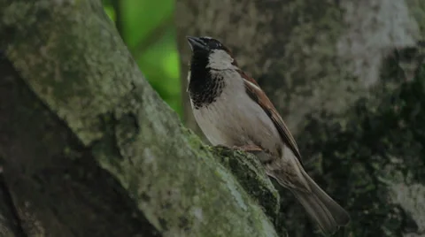 Close up of bird in tree Stock Footage 32625896