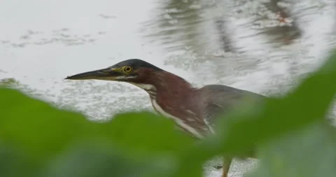 Close up of a bird wading through shallow water on a sunny day Stock Footage 274492465