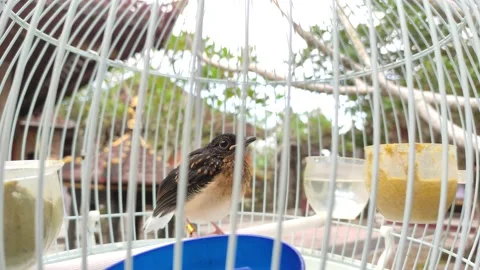 Close up of a bird in a white cage Vidéo 209149270