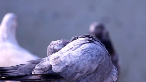 Close-Up Bird Wing Detail 库存影片 338235160