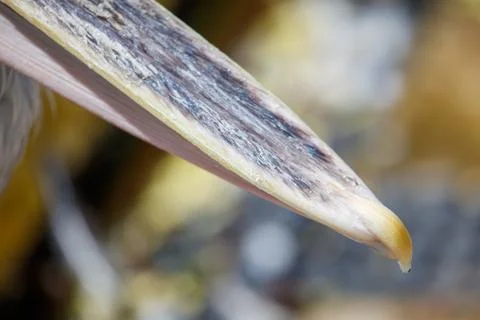 Close-up of a bird's beak tip with subtle coloration and texture Stock Photos