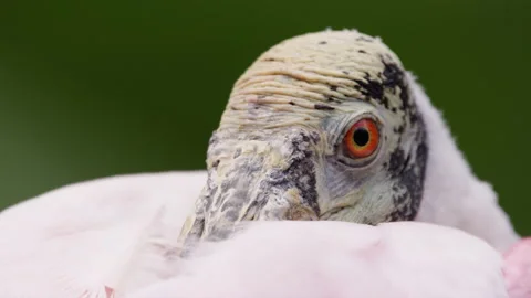 Close-up of a bird's eye Stock Footage 138835855