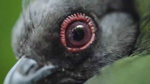 Close Up Of A Bird's Eye Stock Footage 221828829