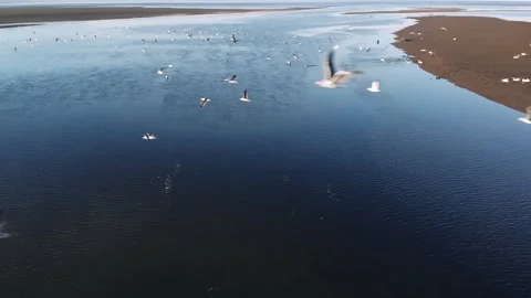 Close up birds eye view inside a flock of birds flying over a still lake slow mo Stock Footage 170756597