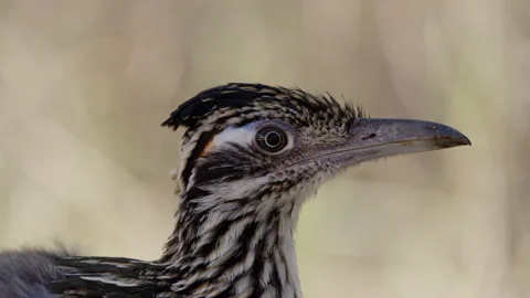  Close-up of a bird's face Stock Footage 138835863