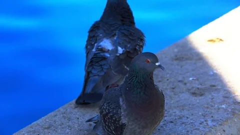 Close up birds Stock Footage 85490018