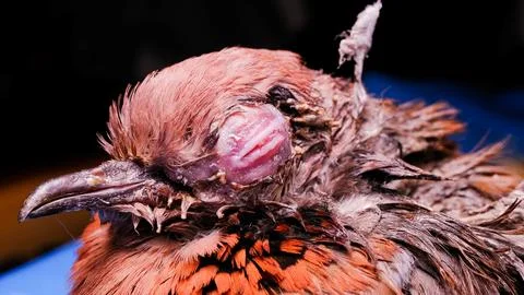 Close-up of a bird's head with unique features Foto stock