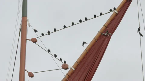 Close up of birds perched on ropes on the rigging of a sail ship. 4K tripod Stock Footage 164650752
