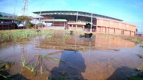 Close up for birds taking a shower Stock Footage 79223921