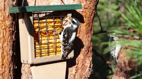 Close Up - Birds In A Tree Stock Footage 64216380