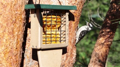 Close Up - Birds In A Tree  Stock Footage 64216390