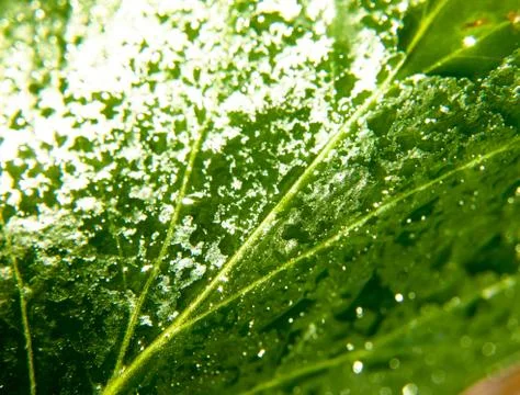 Close up of birth green leaf with lots of water dew droplets Stock Photos