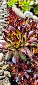 Close-up of a bis red succulent in background of another small red and green Stock Photos