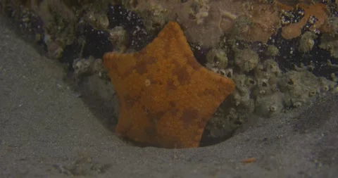 Close Up Of Biscuit Sea Star, 8K Stock Footage 331838087