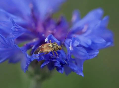 Close-up of bishop bug in a blue cornflower Stock Photos