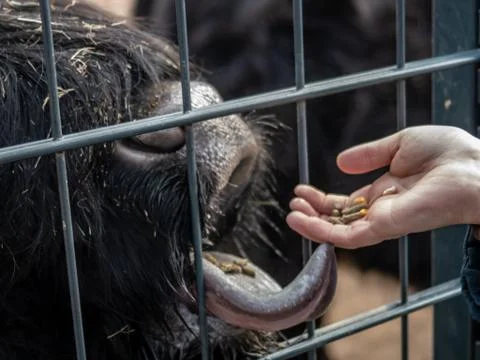 Close up of a bison being hand fed through the fence of a wildpark in germany Stock Photos