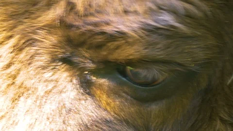Close up of Bison eye. 스톡 동영상 111042039