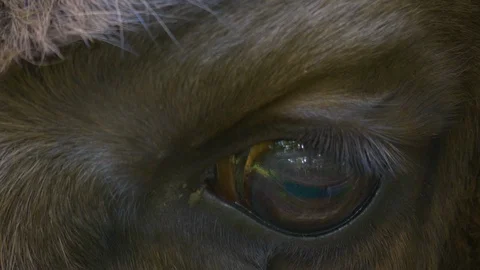 Close up of Bison eye. Stock Footage 111044039